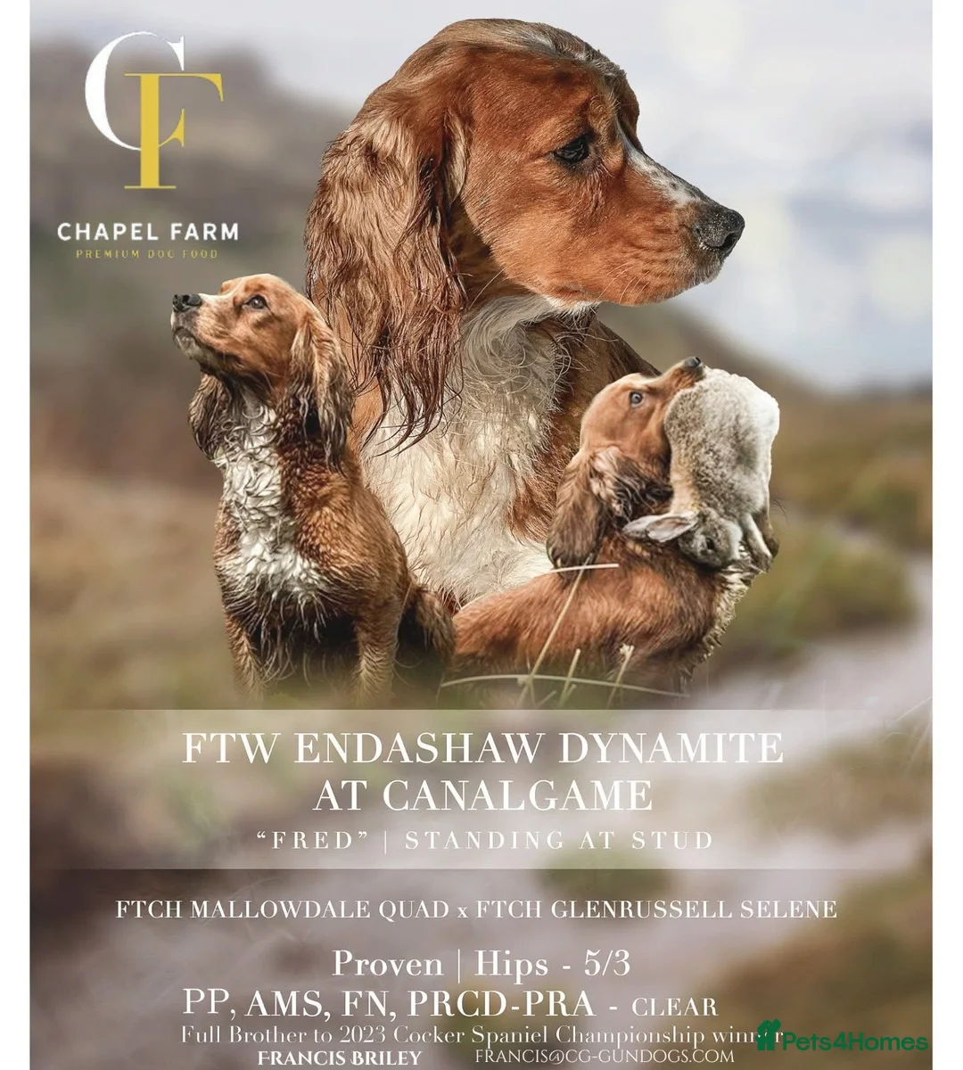 Sprocker dogs for sale: 10 Sprocker spaniel puppies - Advert 12