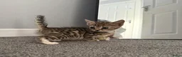 Mixed Breed cats for sale: Litter of lovely kittens - Advert 6