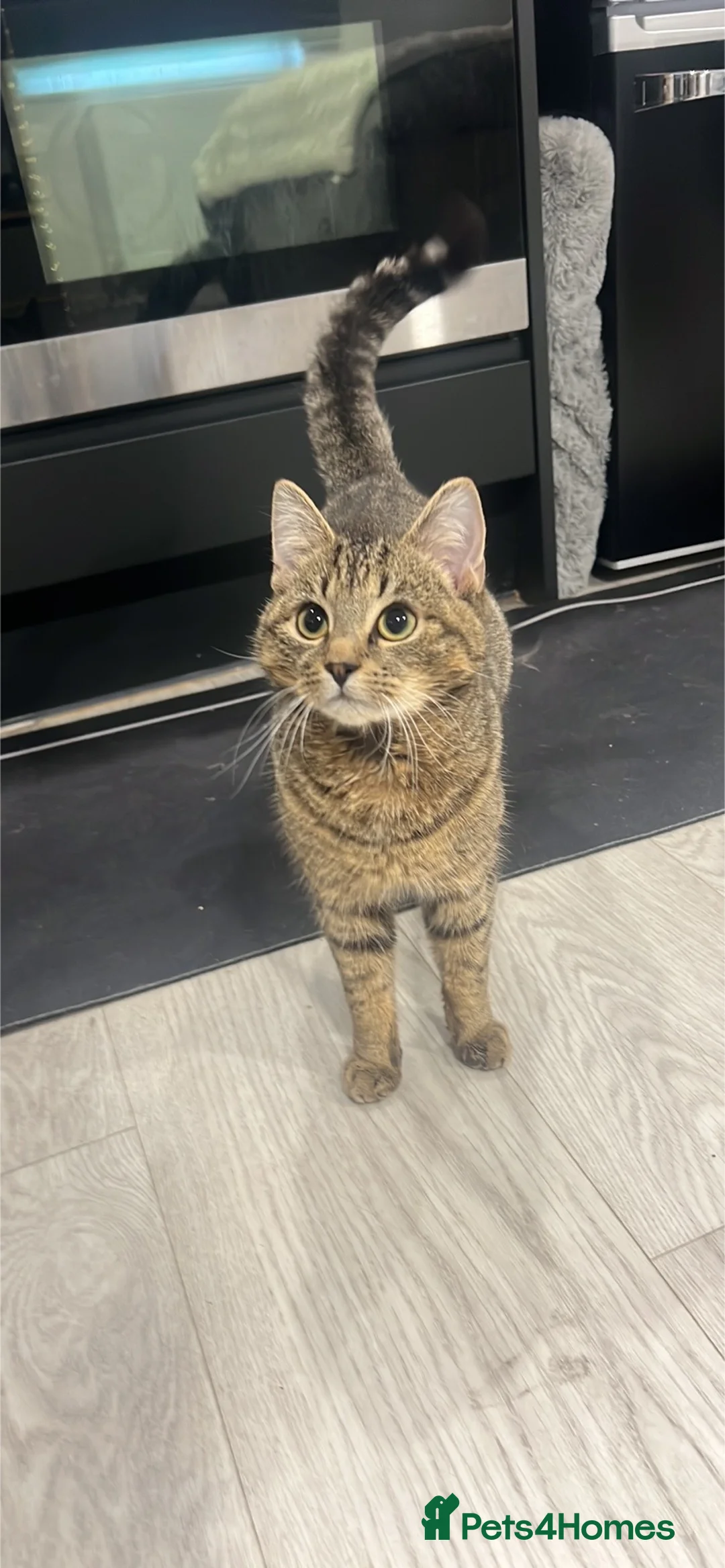 British Shorthair cats for sale: Milo  - Advert 1