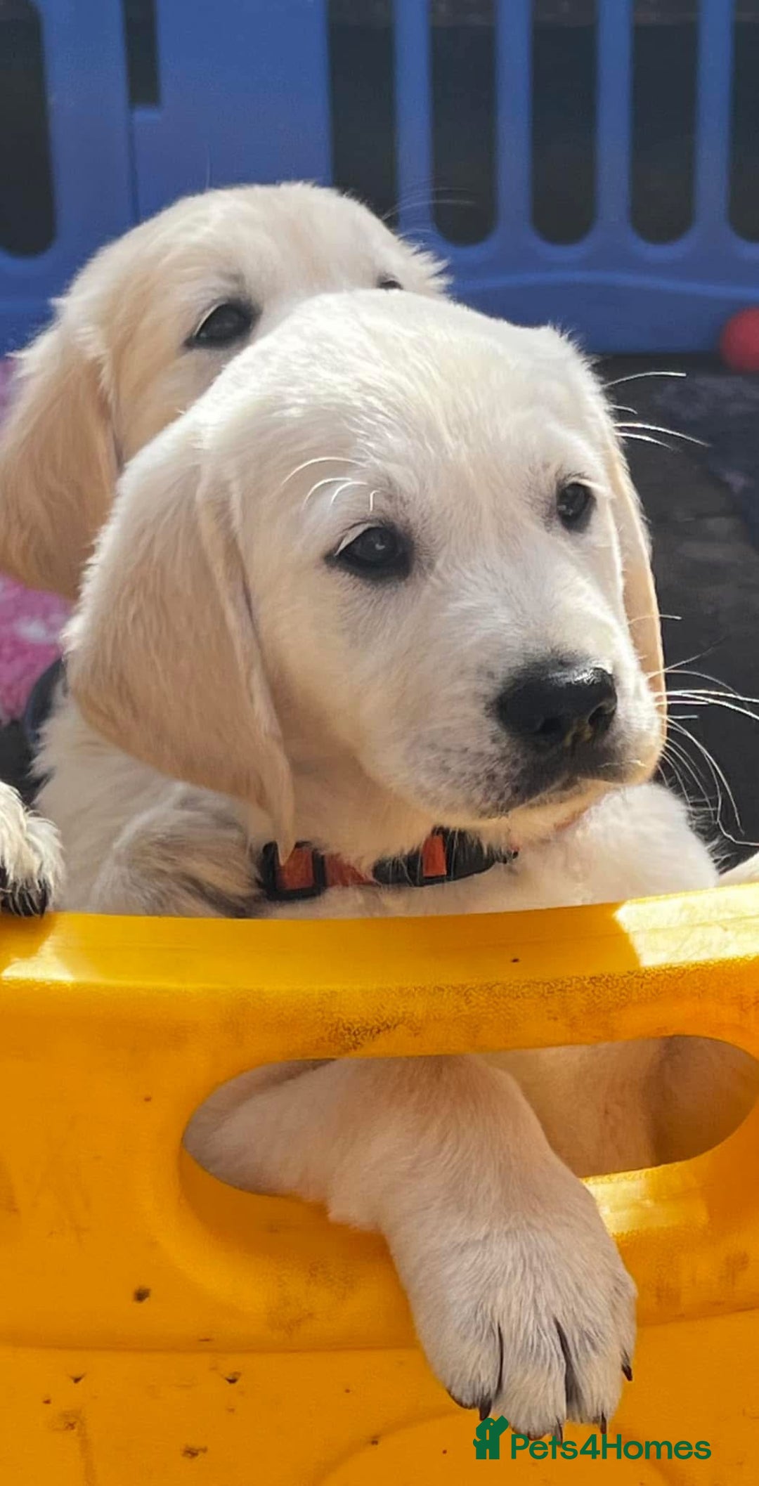 Goldador dogs for sale: Superb Goldador Puppies expected - Advert 14