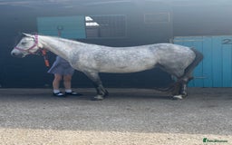 Welsh Section A horses for sale: 7 year old Welsh Part Bred - Image 1