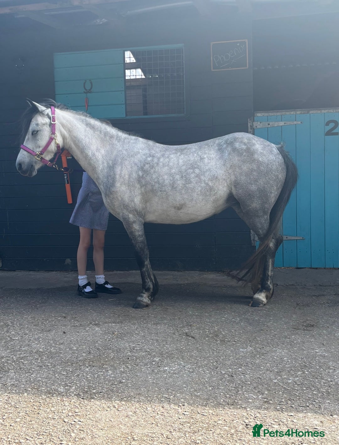 Welsh Section A horses for sale: 7 year old Welsh Part Bred - Image 1