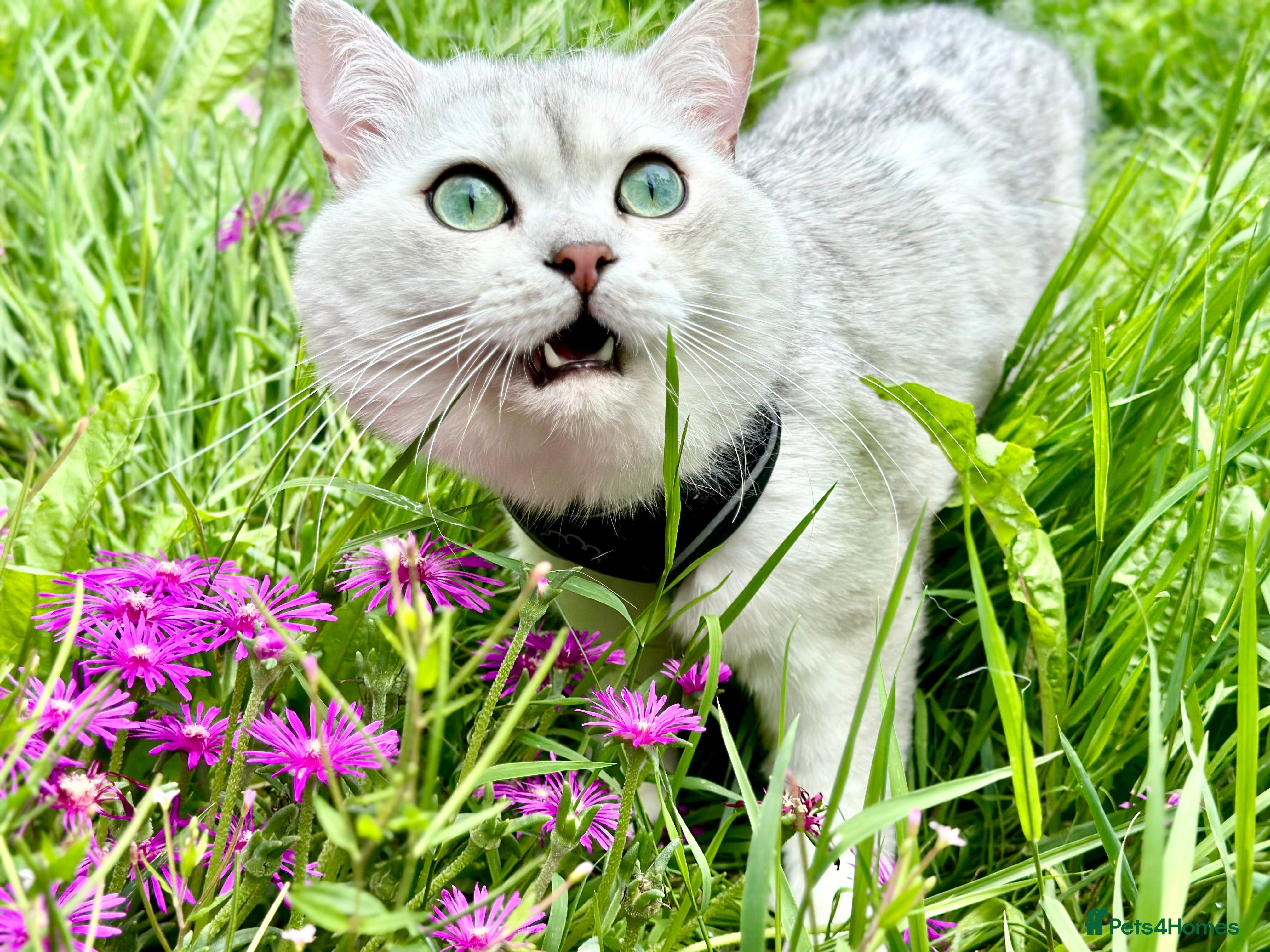 British Shorthair cats GCCF BSH (NS12) for stud  - Advert 23