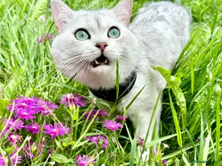 British Shorthair cats GCCF BSH (NS12) for stud - Advert 23