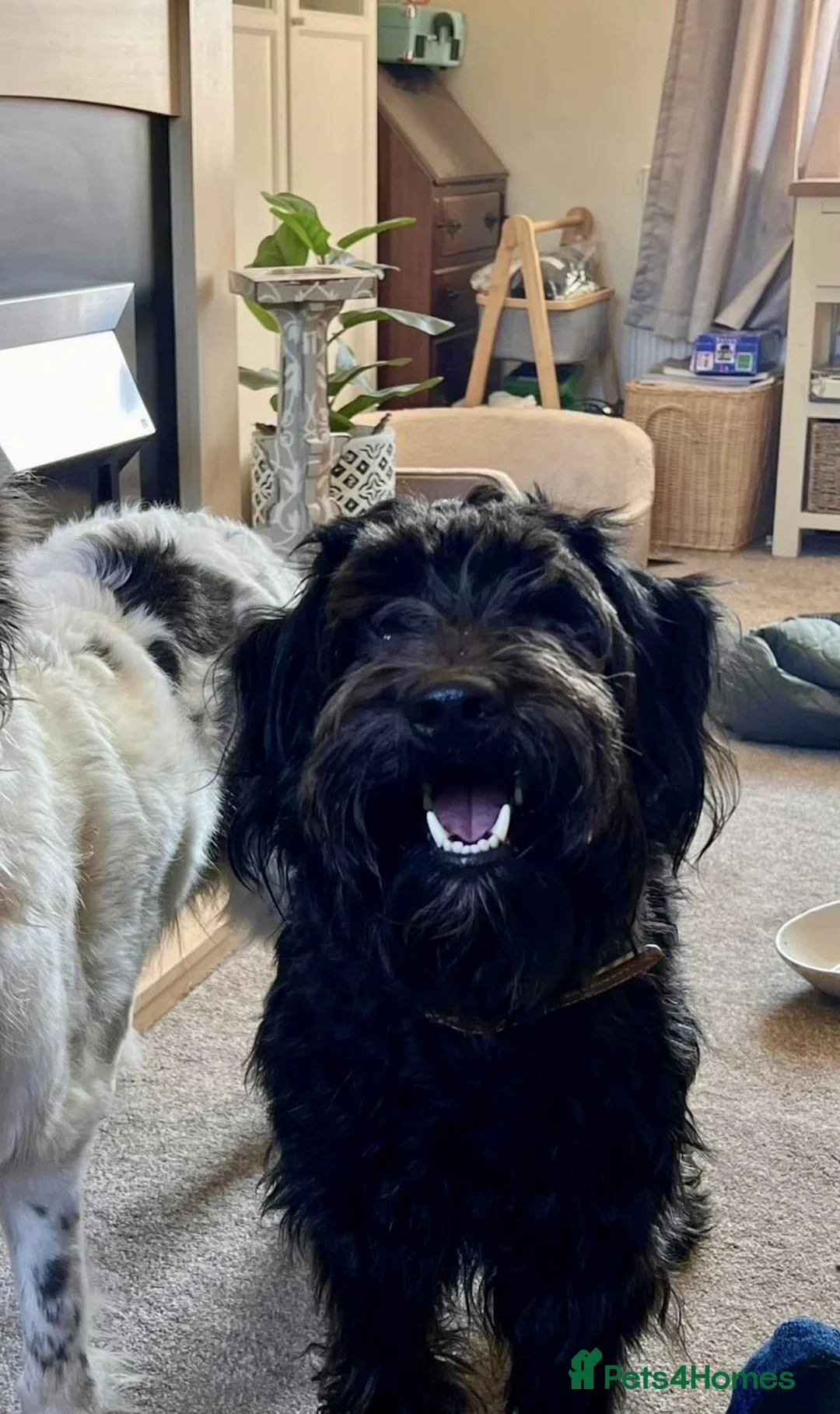 Cockapoo dogs for sale: Adorable F1b Cockapoo puppies  - Advert 12