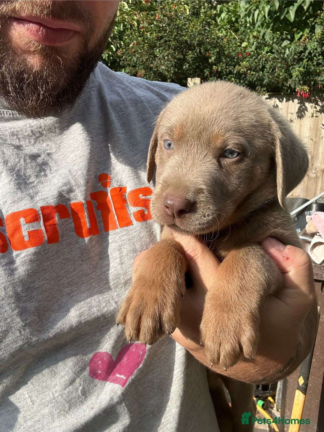 Labrador Retriever dogs for sale:  KC registered Silver and silver and tan labs  - Image 14