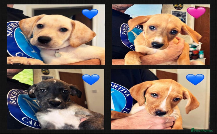 Mixed Breed dogs - Advert 4