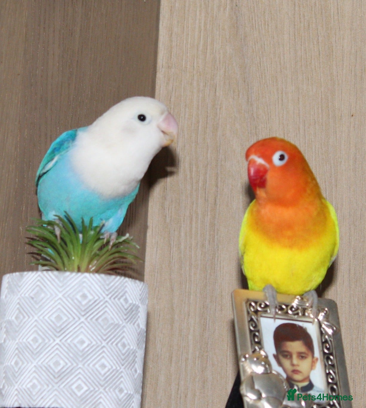 Lovebirds birds Beautiful Bonded Pair 💙💛 Lovebirds - Advert 2