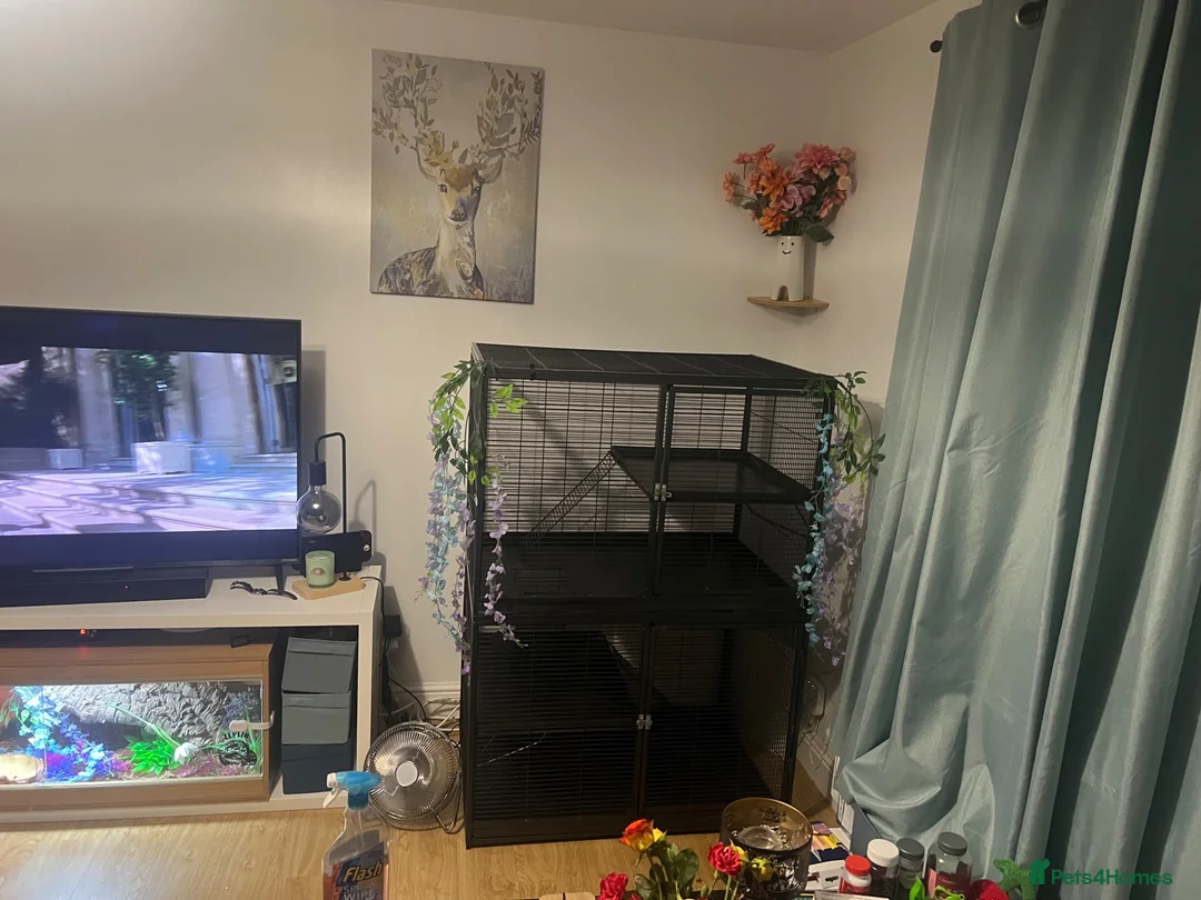 Ferret rodents for sale: Two beautiful boy ferrets with cage  in Chesterfield - Advert 1