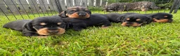 Dachshund dogs for sale: KC Registered wirehaired dachshund teckel puppies - Advert 8