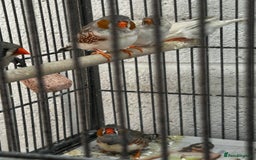 Finches birds for sale: Zebra finches  - Image 7