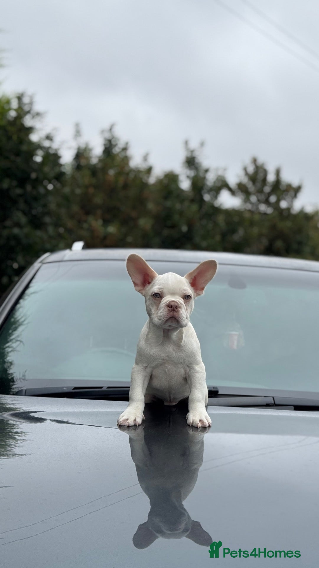French Bulldog dogs Unique French bulldog pups READY - Advert 1