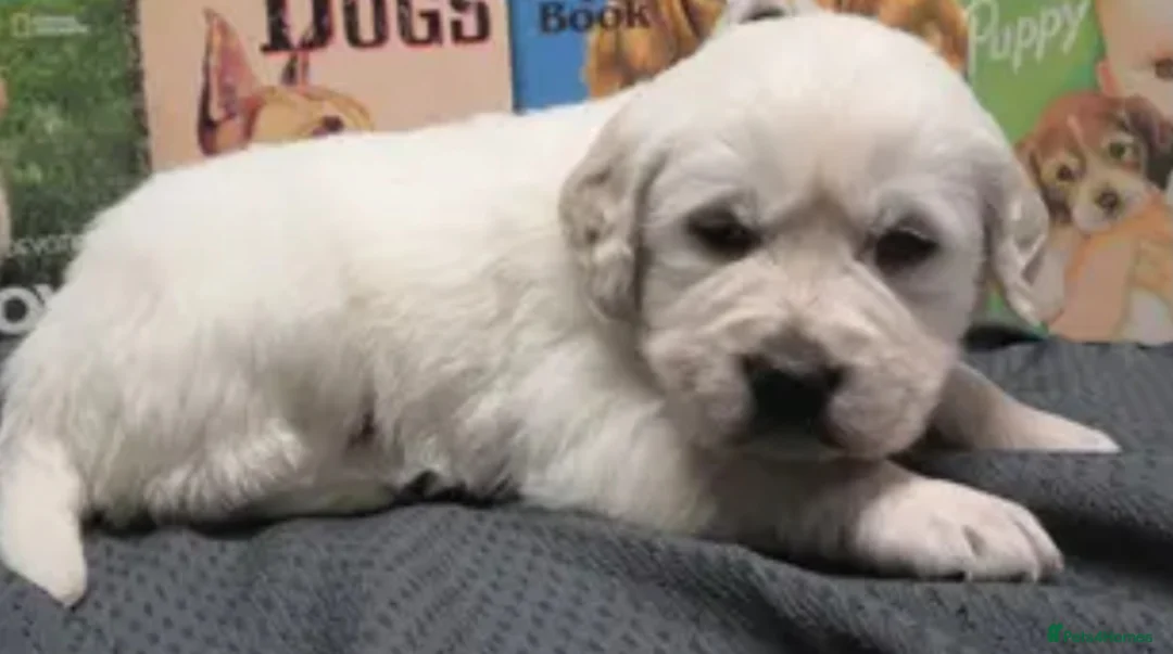 Golden Retriever dogs for sale: Beautiful golden retriever puppies  - Advert 7