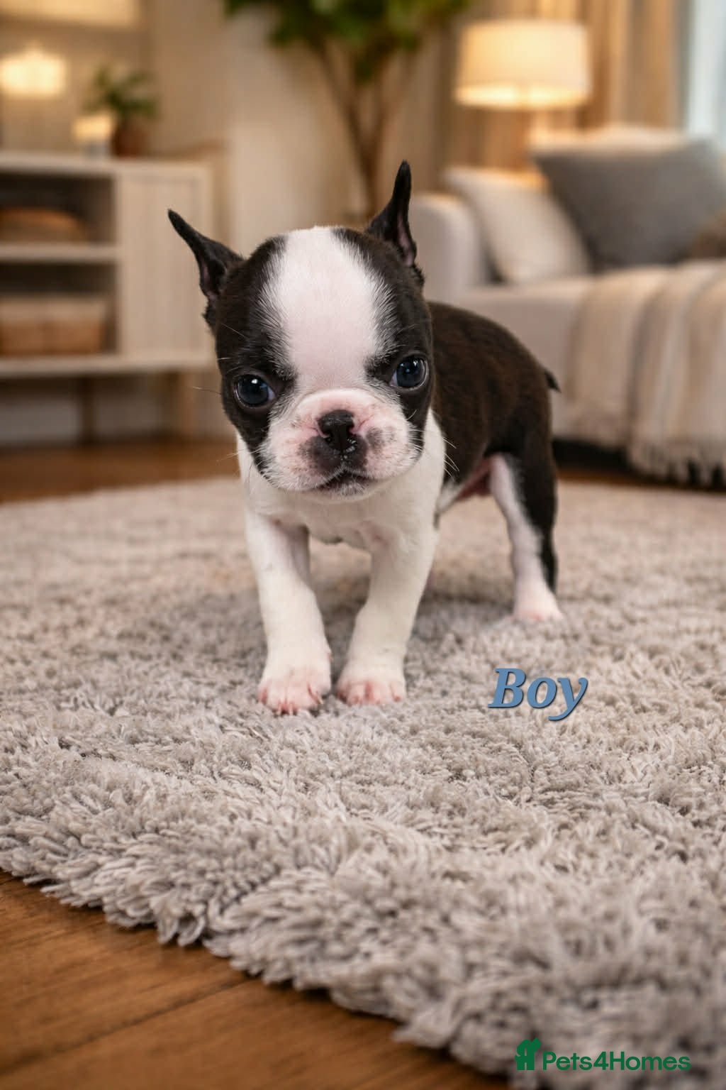 Boston Terrier dogs WILDAX KC REGISTERED PUPPIES - Advert 2
