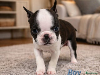 Boston Terrier dogs WILDAX KC REGISTERED PUPPIES - Advert 2