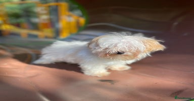 Maltipoo dogs - Advert 6