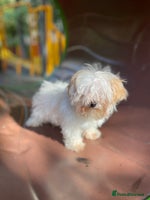 Maltipoo dogs - Advert 5