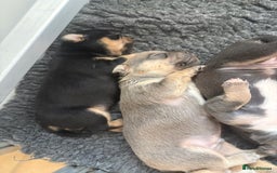 Mixed Breed dogs for sale: French billhuahua - Image 13