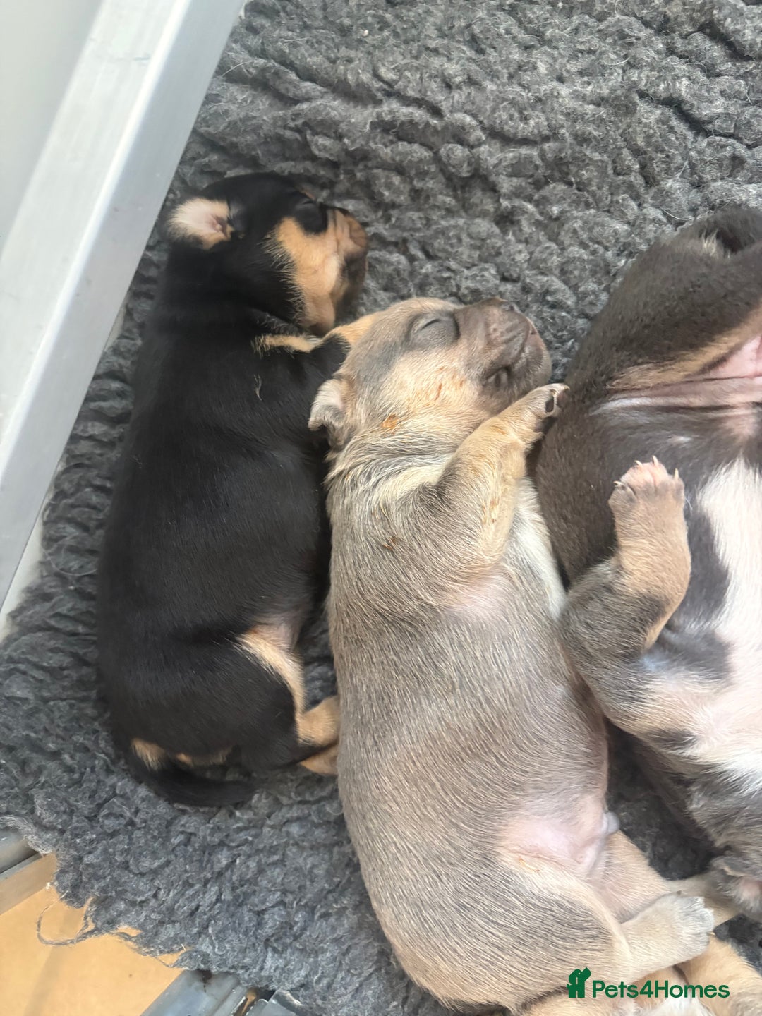 Mixed Breed dogs for sale: French billhuahua - Image 13