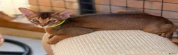 Abyssinian cats for sale: LAST BOY😻 - Advert 9