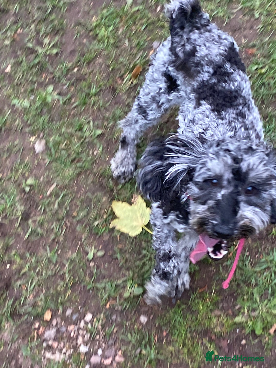 Cockapoo dogs for sale: Cockapoo 2 year old - Advert 14