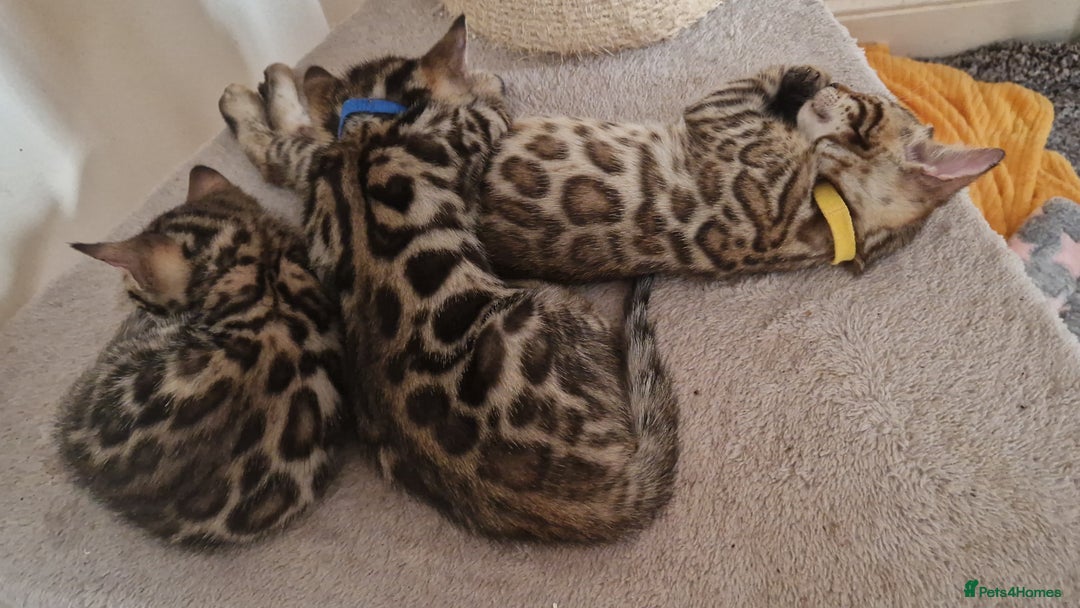 Bengal cats for sale: Beautiful kittens 🥰 - Advert 2