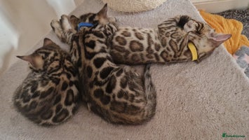 Bengal cats - Advert 1