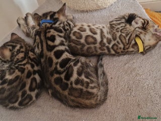 Bengal cats Beautiful kittens 🥰 - Advert 18