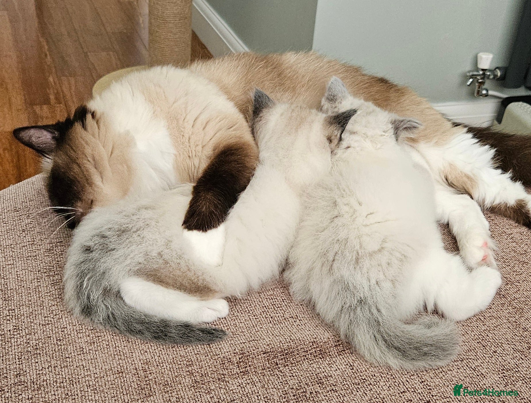 Ragdoll cats for sale: Stunning Ragdoll kittens.  - Advert 10