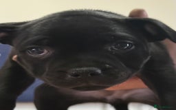 Staffordshire Bull Terrier dogs for sale: Paws Above The Rest  - Image 19
