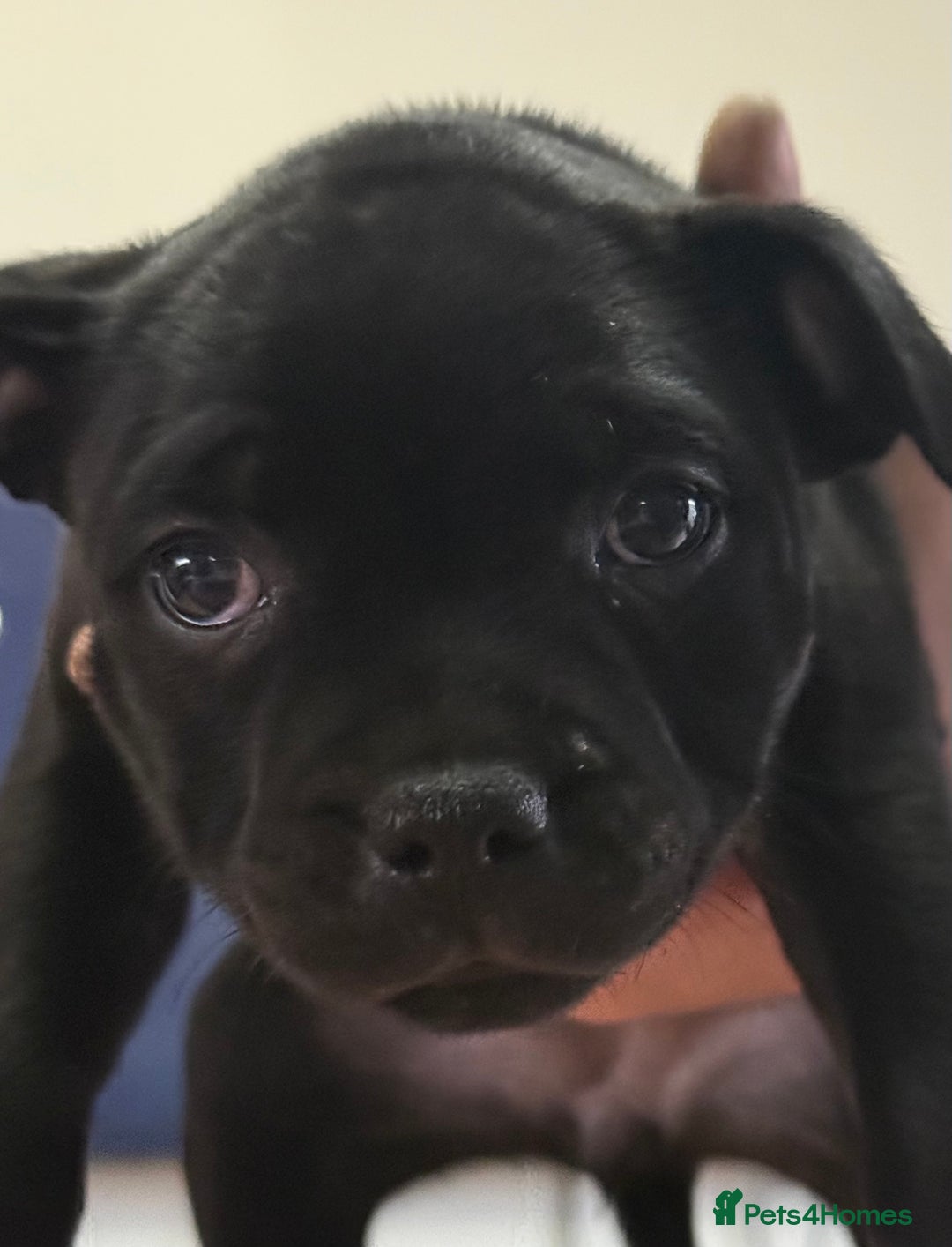 Staffordshire Bull Terrier dogs for sale: Paws Above The Rest  - Image 19