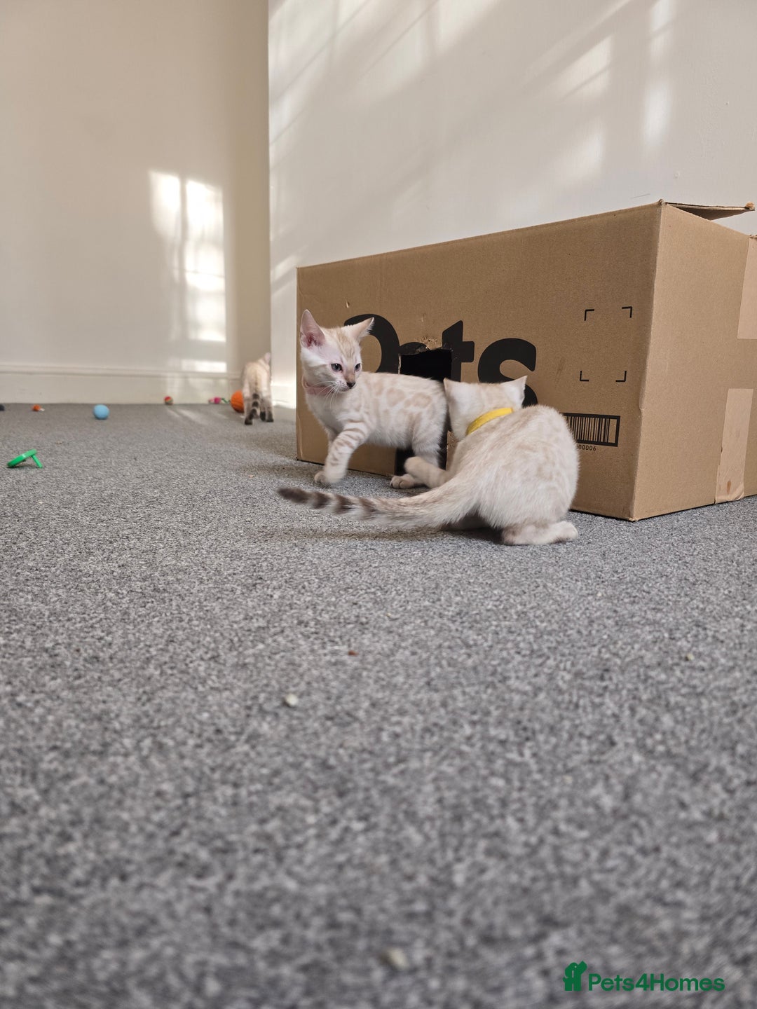 Bengal cats for sale: BLUE EYE SNOW BENGAL LYNC TICA ACTIVE - Image 3