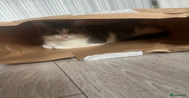 American Shorthair cats - Advert 4