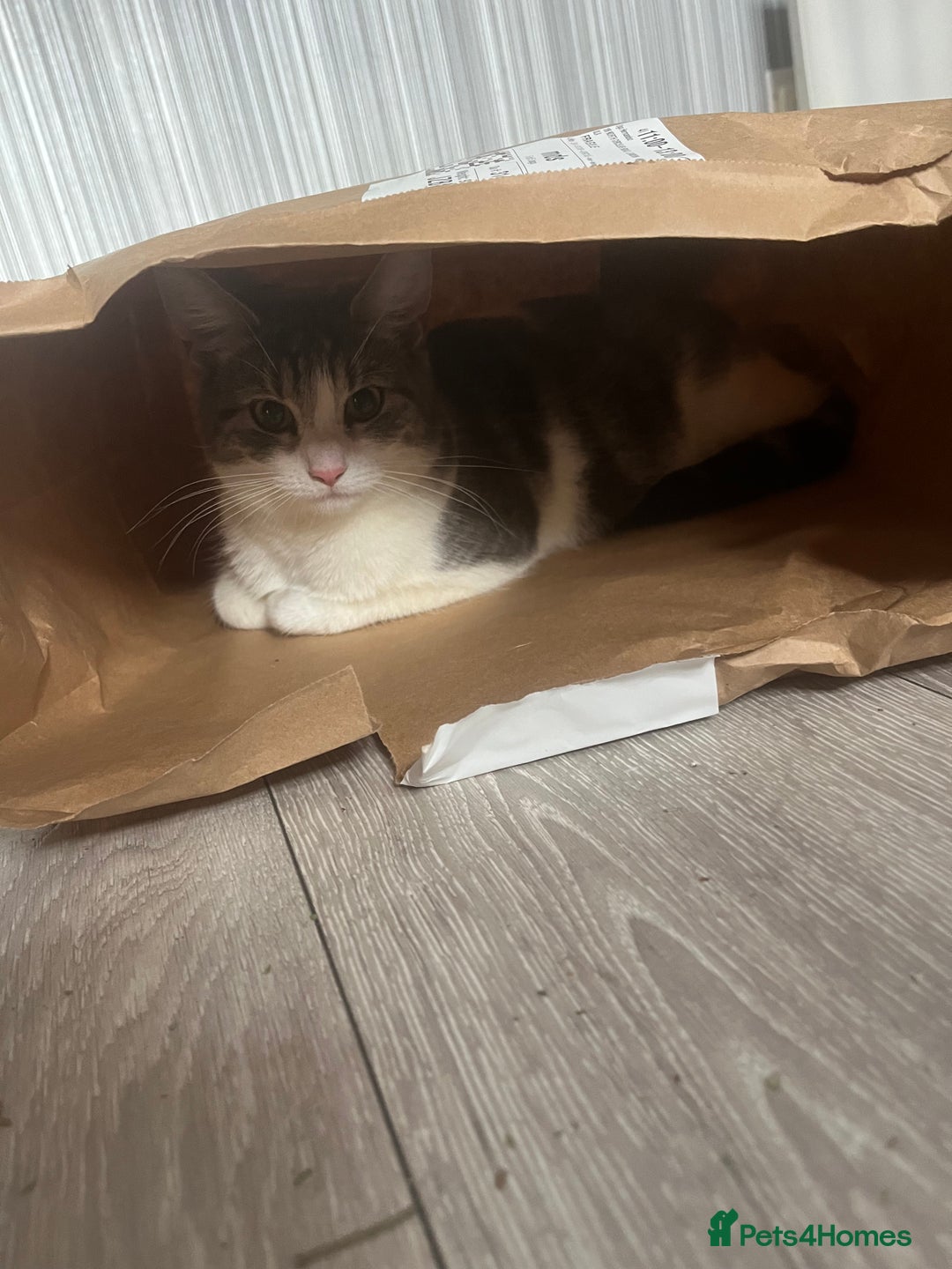 American Shorthair cats for sale: American Tabby - Image 2