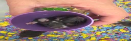 Rat rodents for sale: Adorable baby female rats - Advert 5