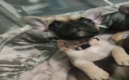 French Bulldog dogs for sale: French bulldog puppy  - Image 25