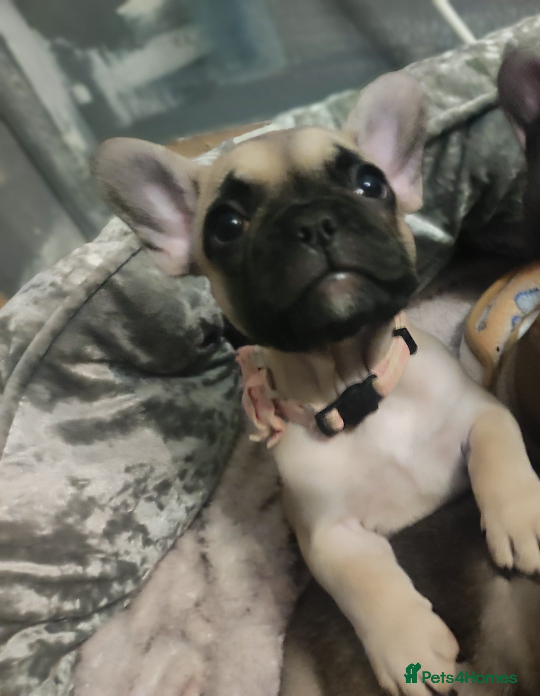 French Bulldog dogs for sale: French bulldog puppy  - Image 25