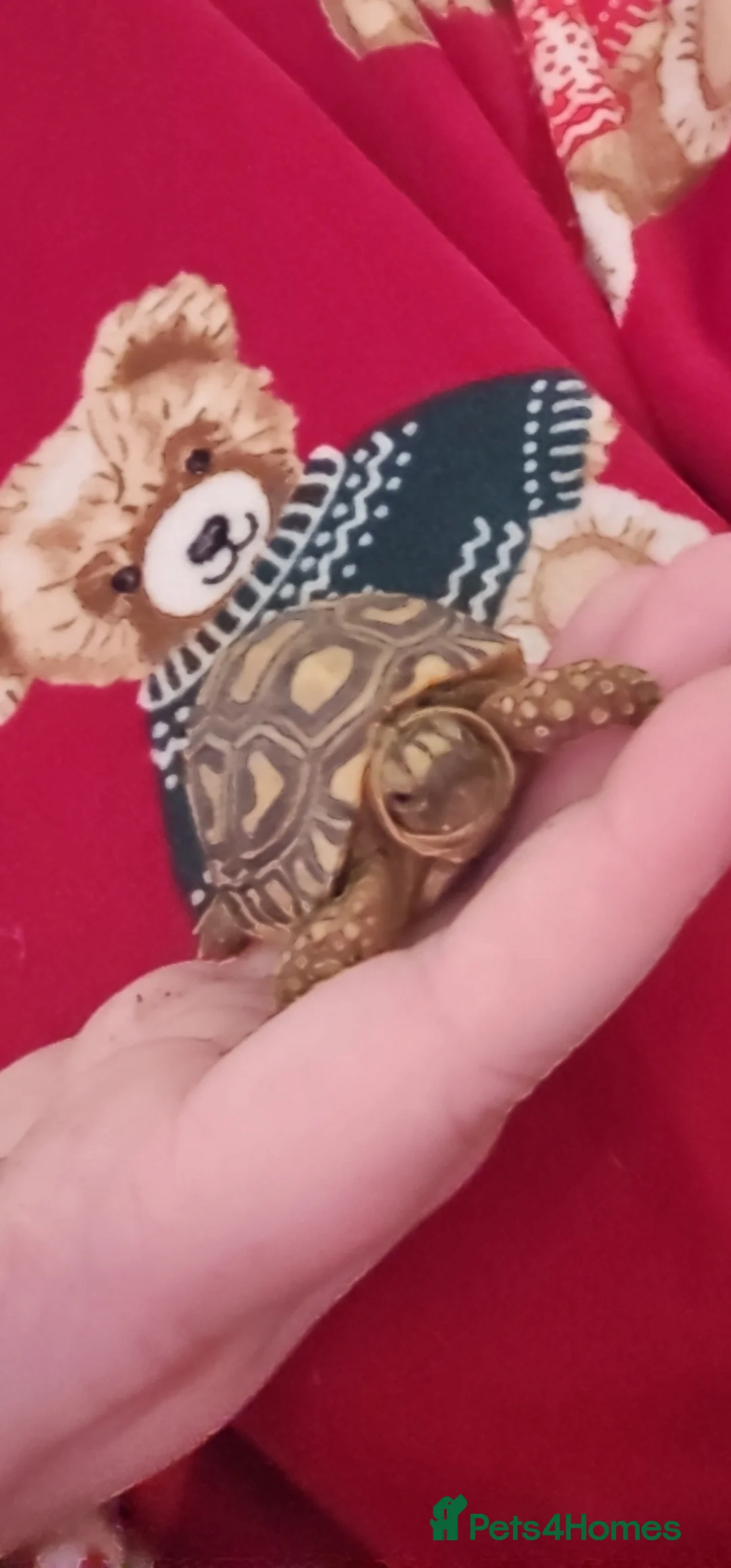 Tortoise reptiles for sale: Leopard tortoise - Advert 1