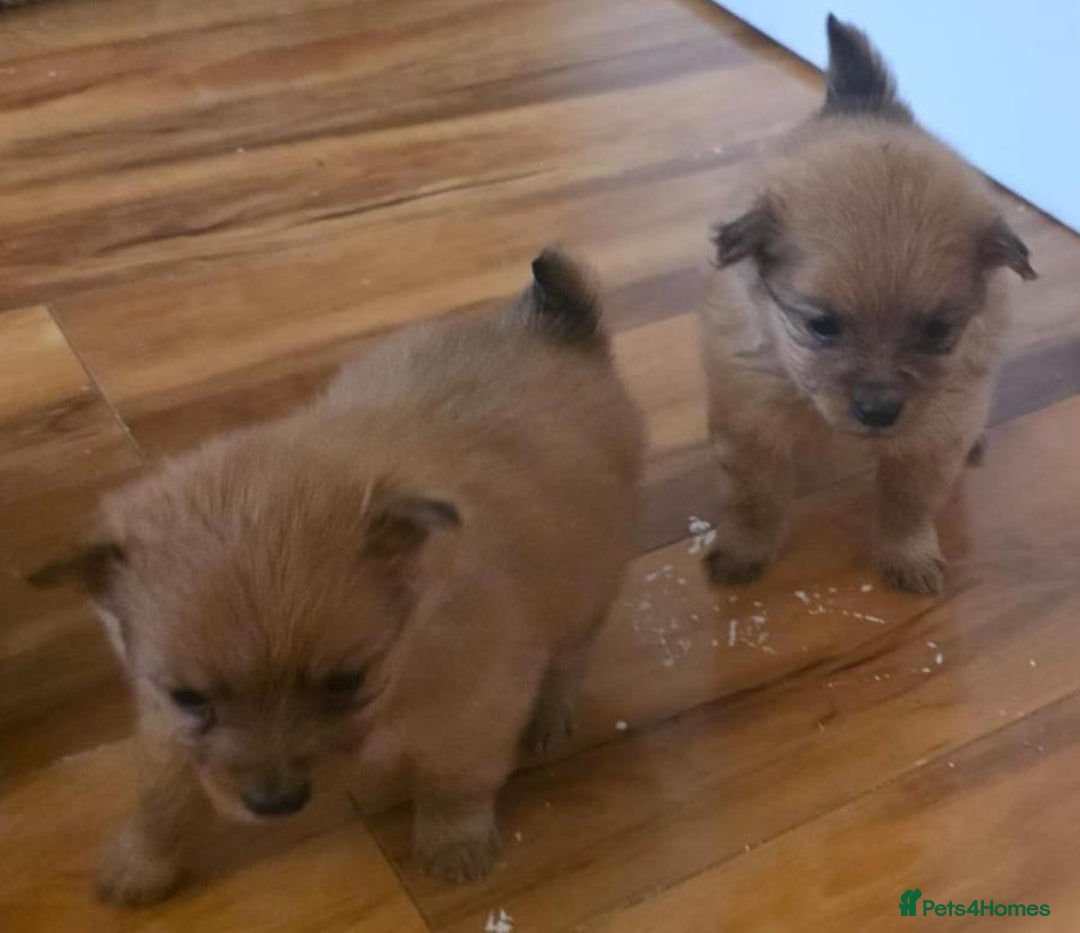 Pomeranian dogs for sale: Pomeranian Puppies - Image 7