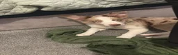 Border Collie dogs for stud: STUD  - Advert 10