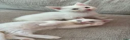 Munchkin cats for sale: Twin brothers  - Advert 10