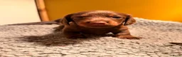Miniature Dachshund dogs for sale: Beautiful litter of chocolate miniature Dachshunds - Advert 10