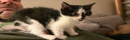 Mixed Breed cats for sale: Gorgeous little kitten (female) - Advert 7