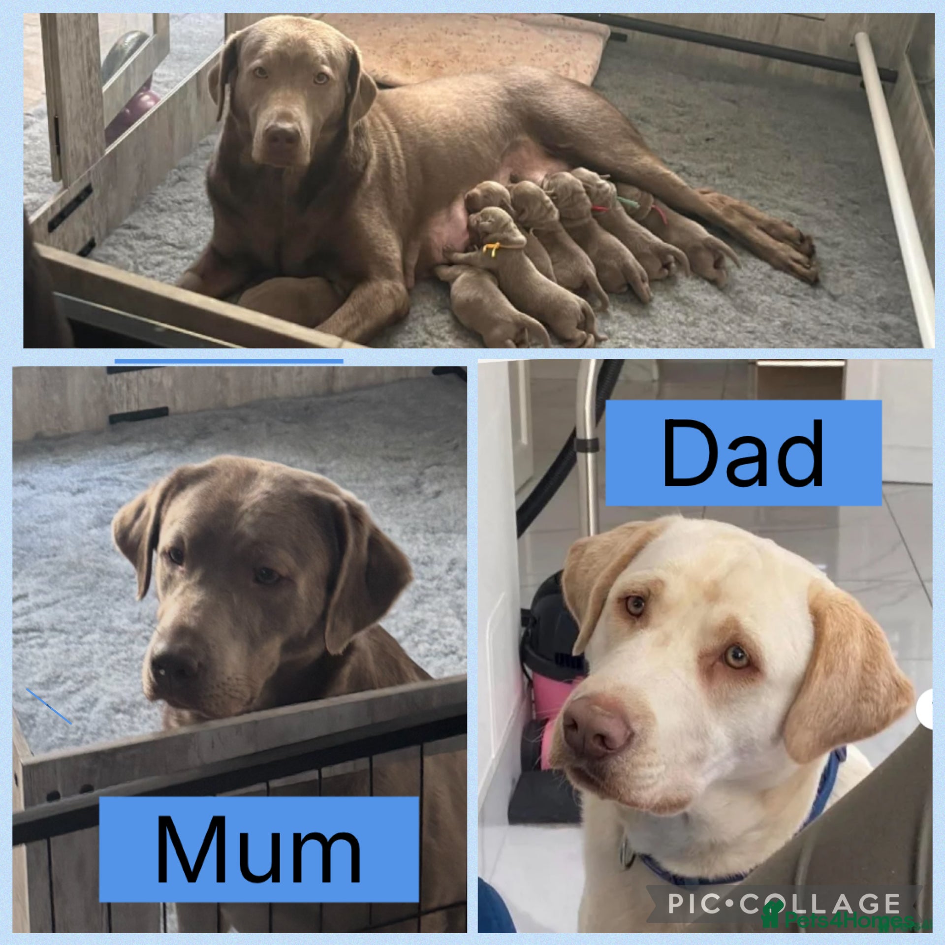 Labrador Retriever dogs Top quality KC registered silver Labrador puppies  - Advert 11