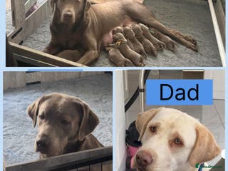 Labrador Retriever dogs KC beautiful chunky silver Labrador puppies - Advert 1