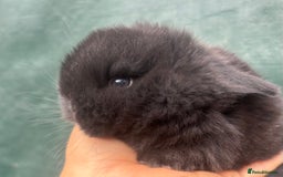 Mini Lop rabbits for sale: Pure bred baby mini lops  - Image 3