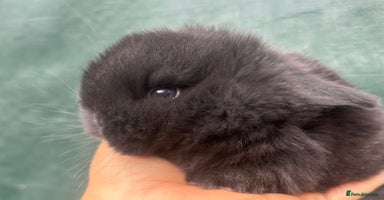 Mini Lop rabbits Pure bred baby mini lops  - Advert 12