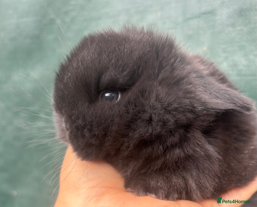 Mini Lop rabbits for sale: Pure bred baby mini lops  - Image 3