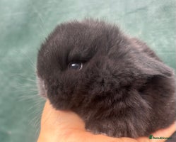 Mini Lop rabbits Pure bred baby mini lops - Advert 4