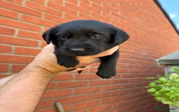 Labrador Retriever dogs for sale: KC Reg Black Labrador Puppies - Image 24